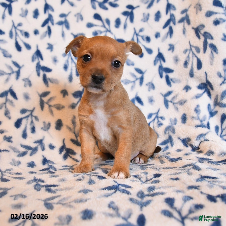 Mixed Breed dogs Geanie - Ad 1