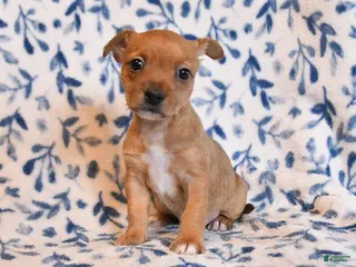 Mixed Breed dogs for sale: Geanie - Ad 2