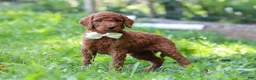 Standard Poodle dogs for sale: Janelle AKC - Ad 1
