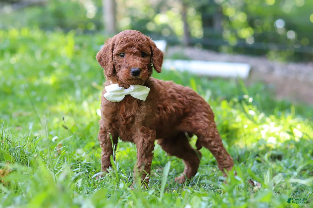 Standard Poodle dogs for sale: Janelle AKC - Ad 1