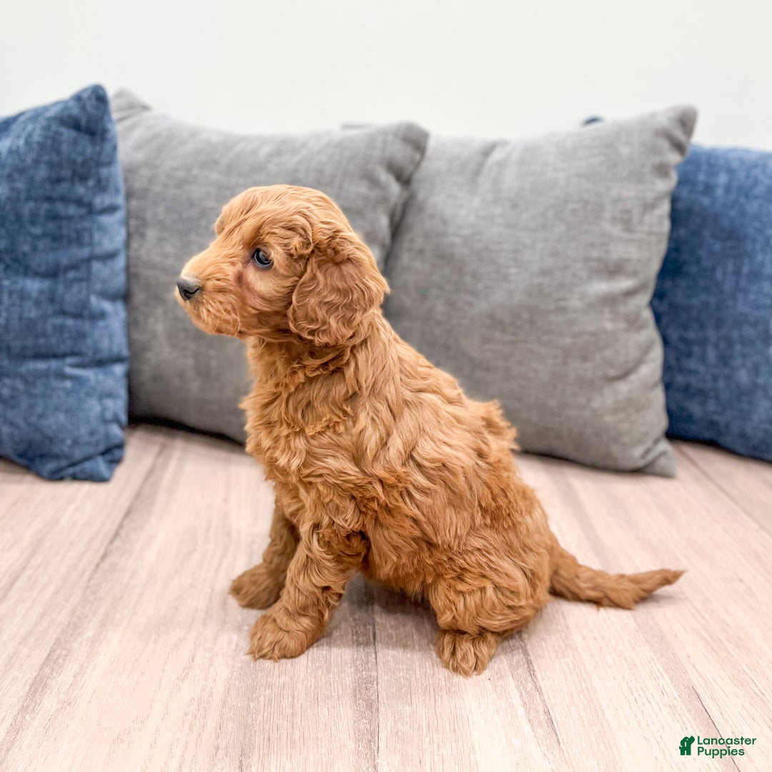 Goldendoodle dogs for sale: Kenzi - Ad 4