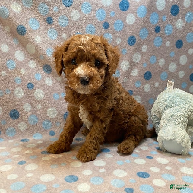 Cavapoo dogs Fozzy - Ad 1