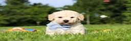 Bichpoo dogs for sale: Ollie - Ad 5
