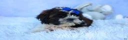 Shih Tzu dogs for sale: RANDY - Ad 15