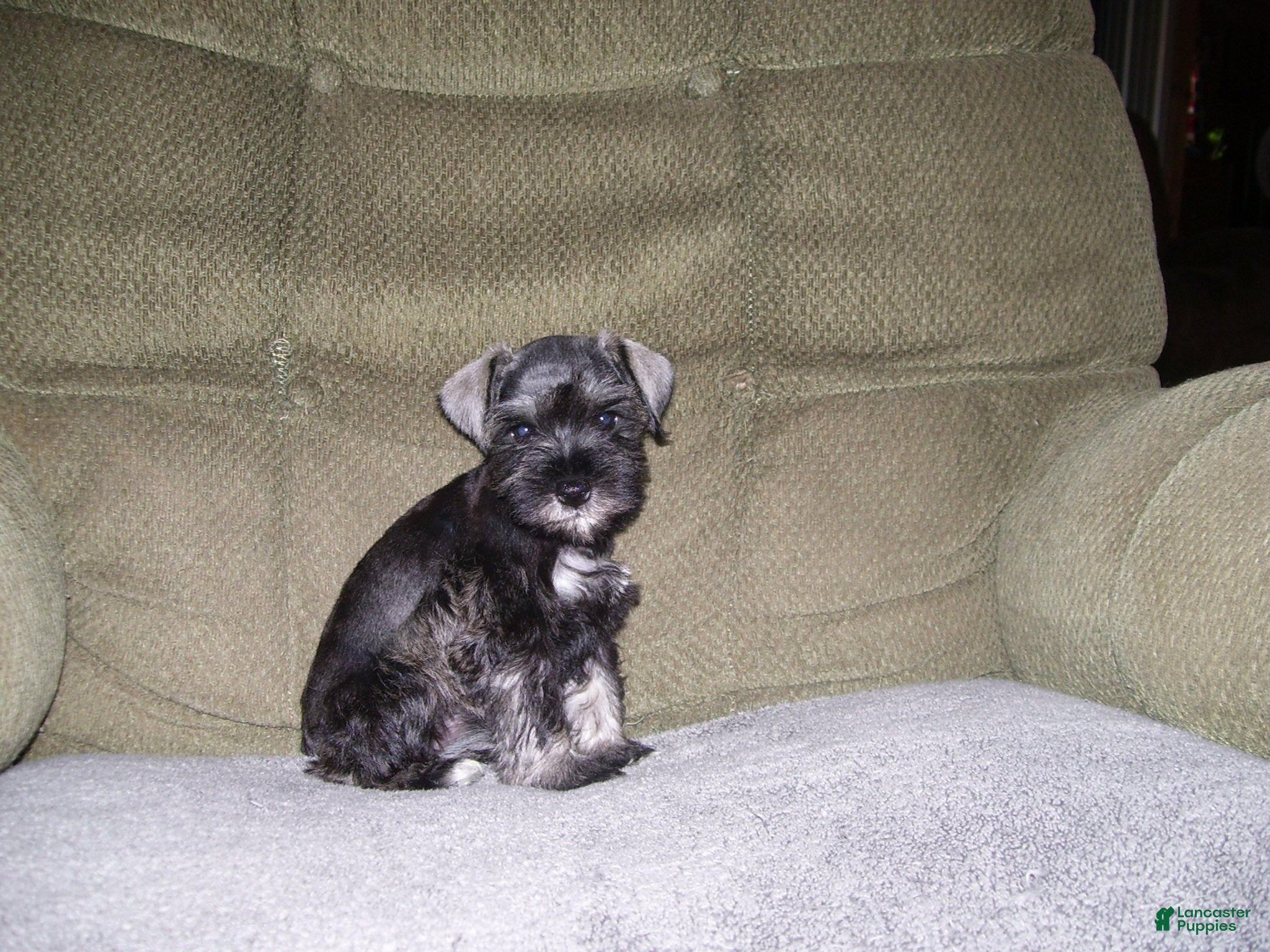 Miniature Schnauzer dogs for sale: SADIE - Ad 2