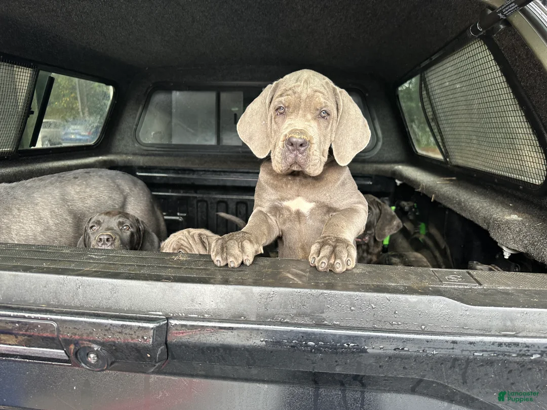 Cane Corso dogs for sale: Cane Corso 2 - Ad 2