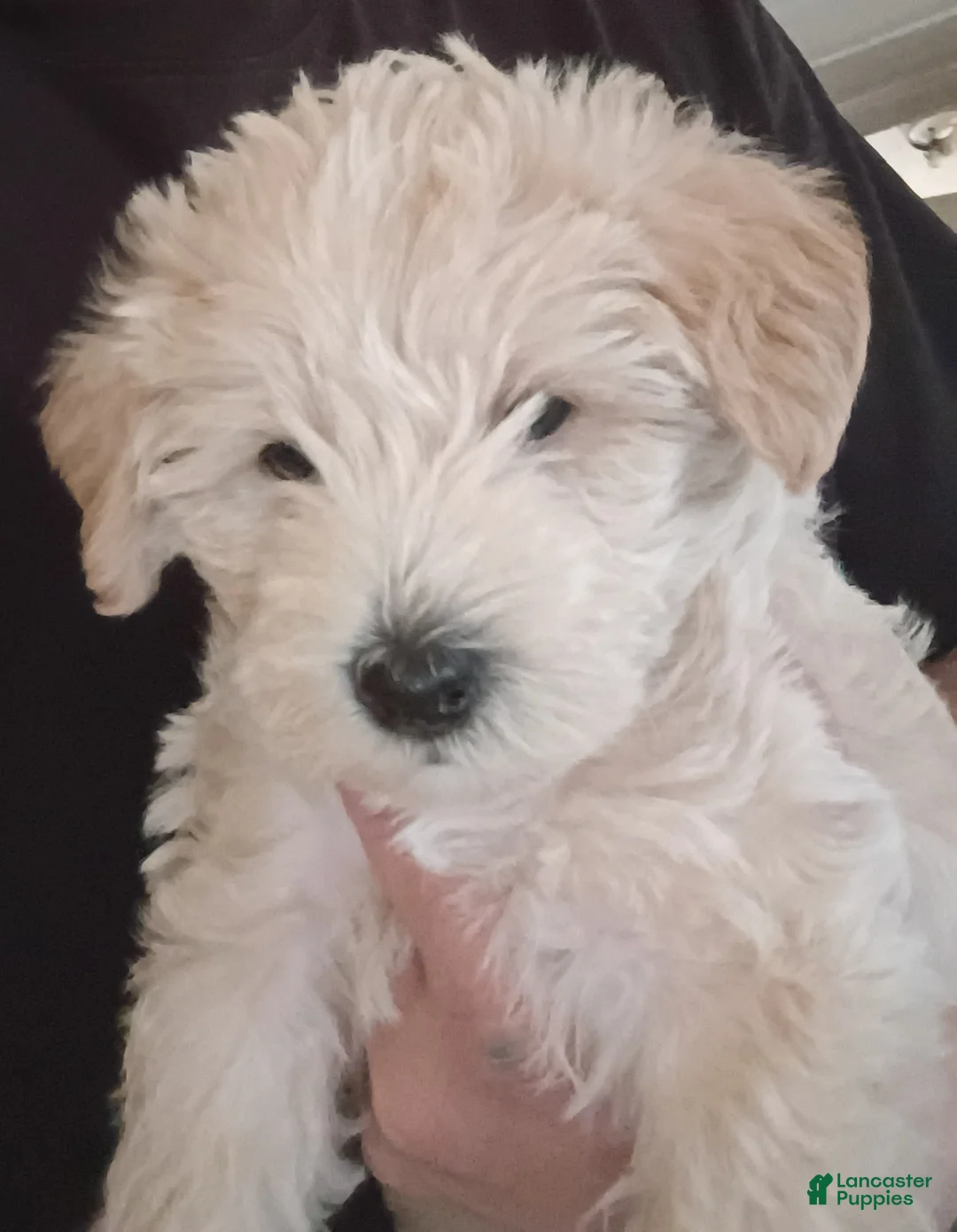 Schnoodle dogs for sale: Franky - Ad 5