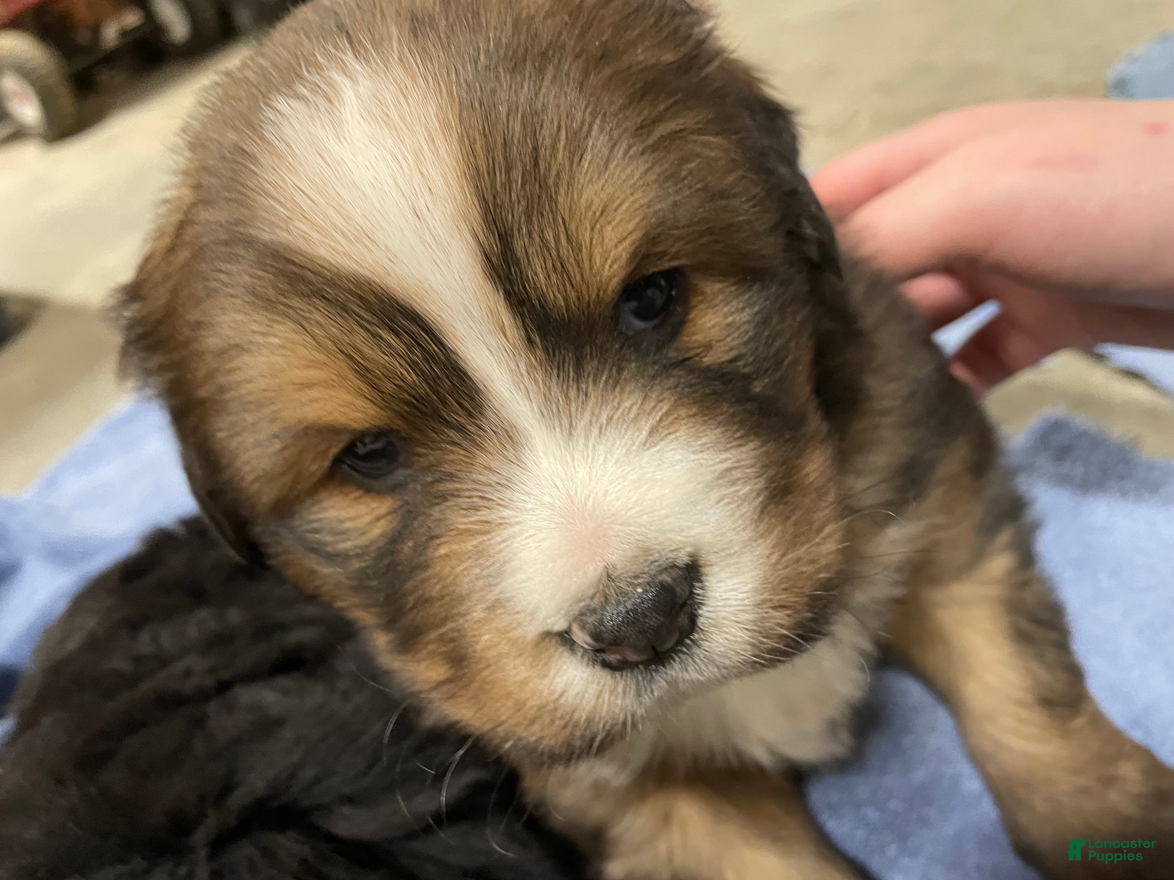 Mixed Breed dogs Tibetan Mastiff/Bernese Mountain Dog Male 2 - Ad 21
