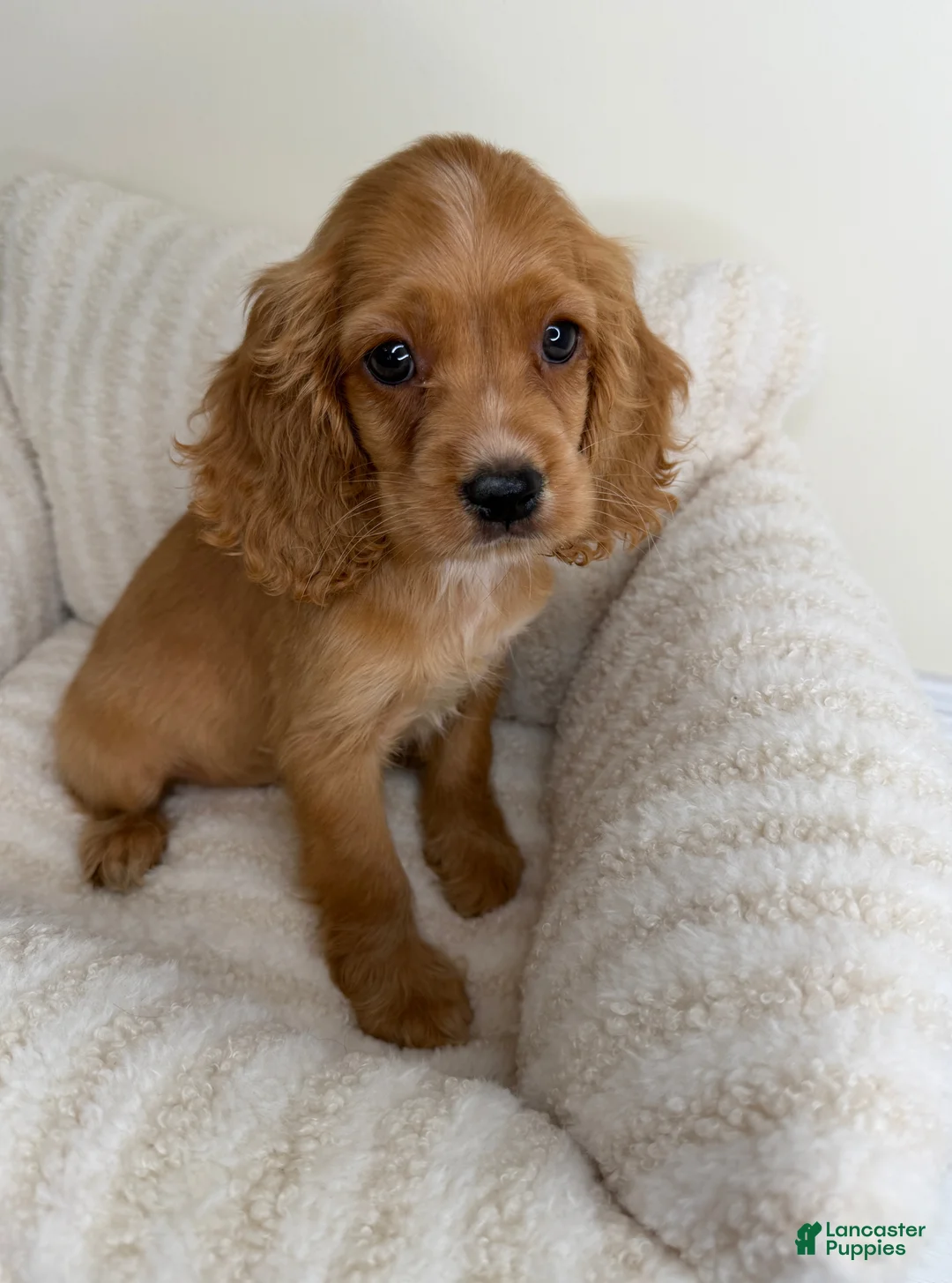 Cocker Spaniel dogs for sale: Winnie - Ad 2