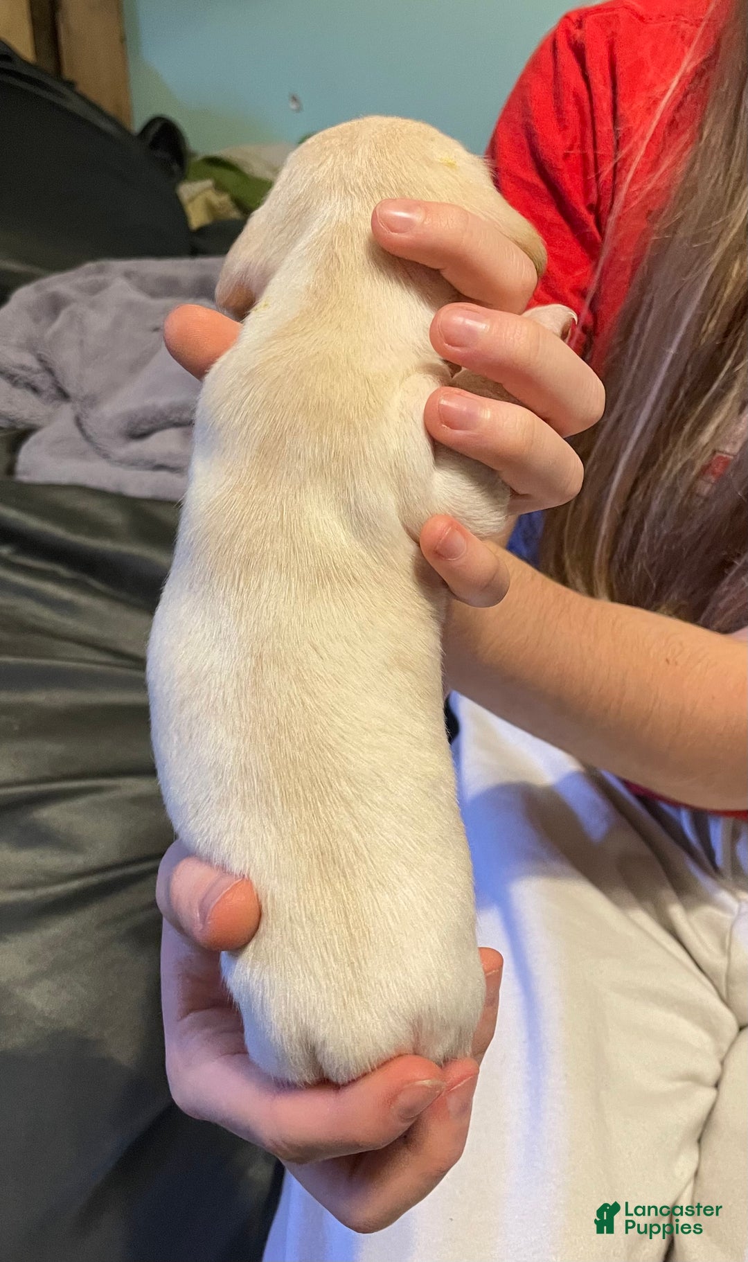 Dachshund dogs for sale: Scout - Ad 2