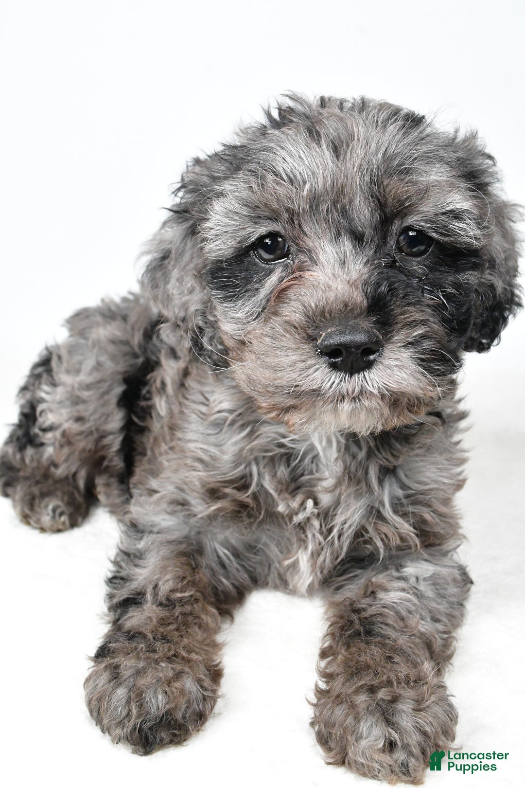 Cockapoo dogs for sale: Kelly - Ad 5