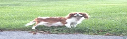 Cavalier King Charles Spaniel dogs for sale: Bubbles - Ad 4