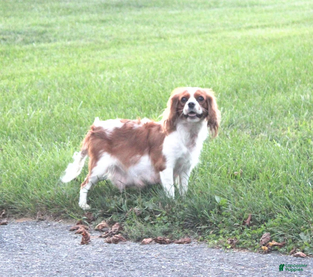 Cavalier King Charles Spaniel dogs for sale: Bubbles - Ad 4