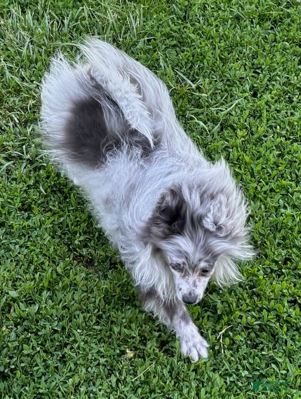 Pomeranian dogs Blue Merle  - Ad 2