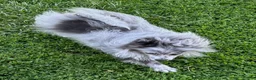 Pomeranian dogs for sale: Blue Merle  - Ad 2