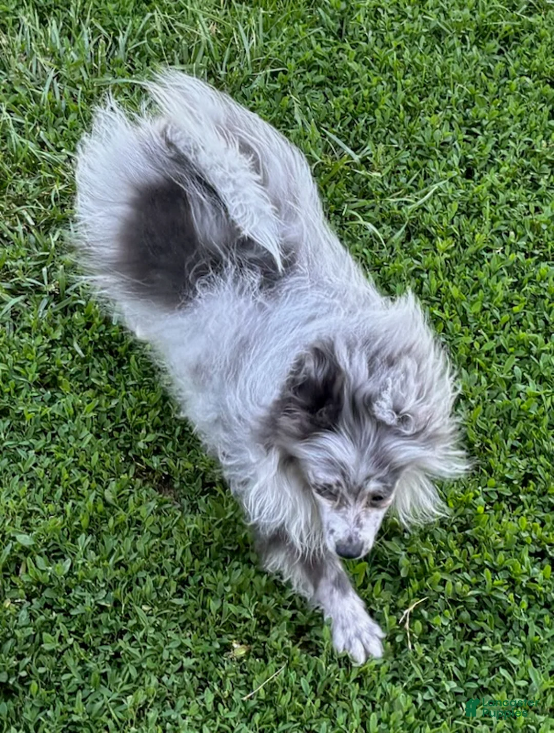 Pomeranian dogs for sale: Blue Merle  - Ad 2