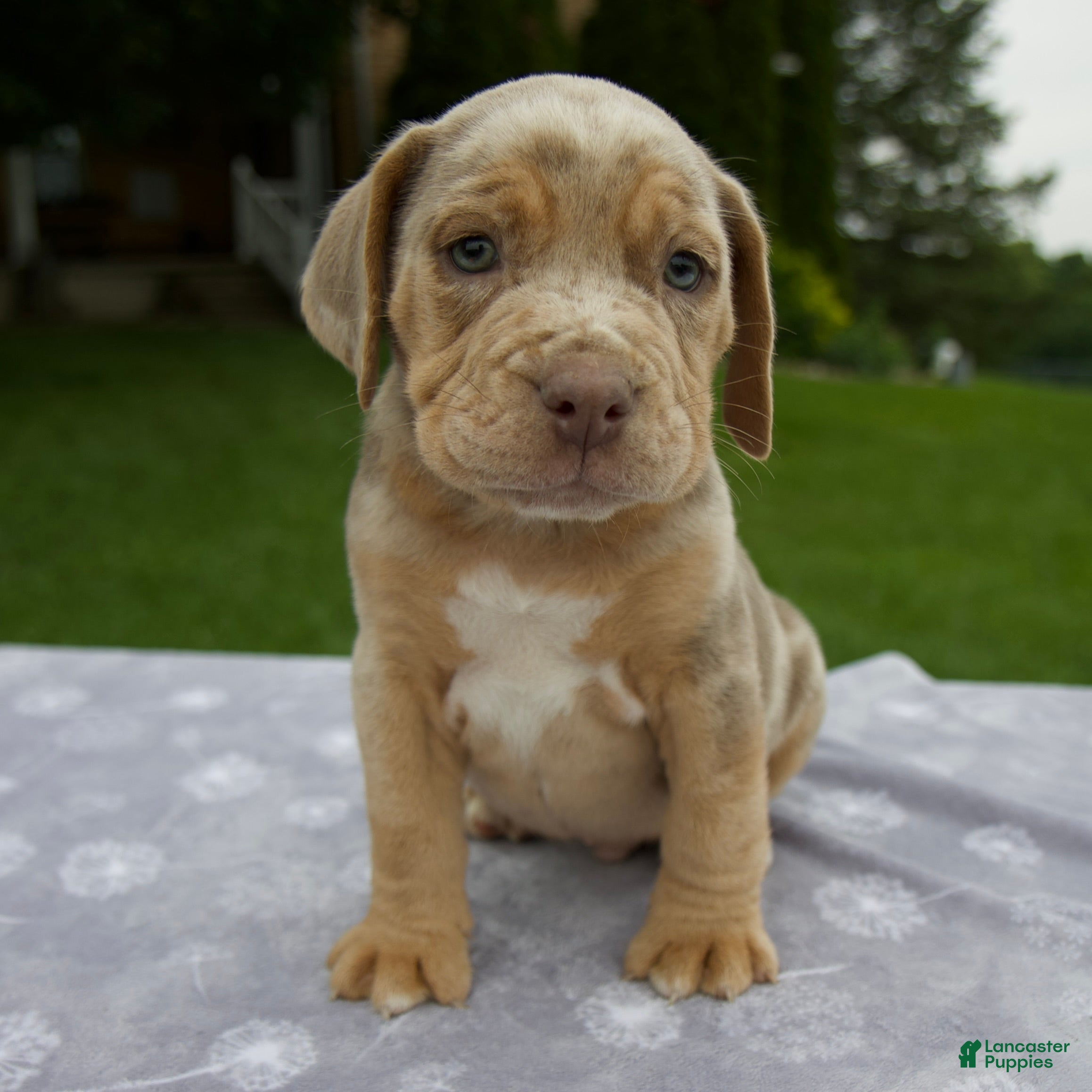 Beabull dogs Dexter - Ad 1