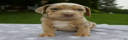 Beabull dogs for sale: Dexter - Ad 1