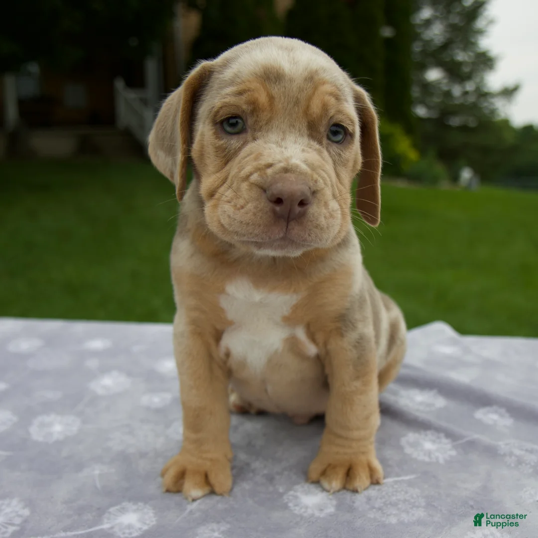 Beabull dogs for sale: Dexter - Ad 1