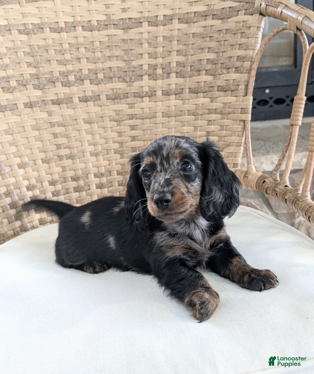 Miniature Dachshund dogs for sale: Jasmine  - Ad 11