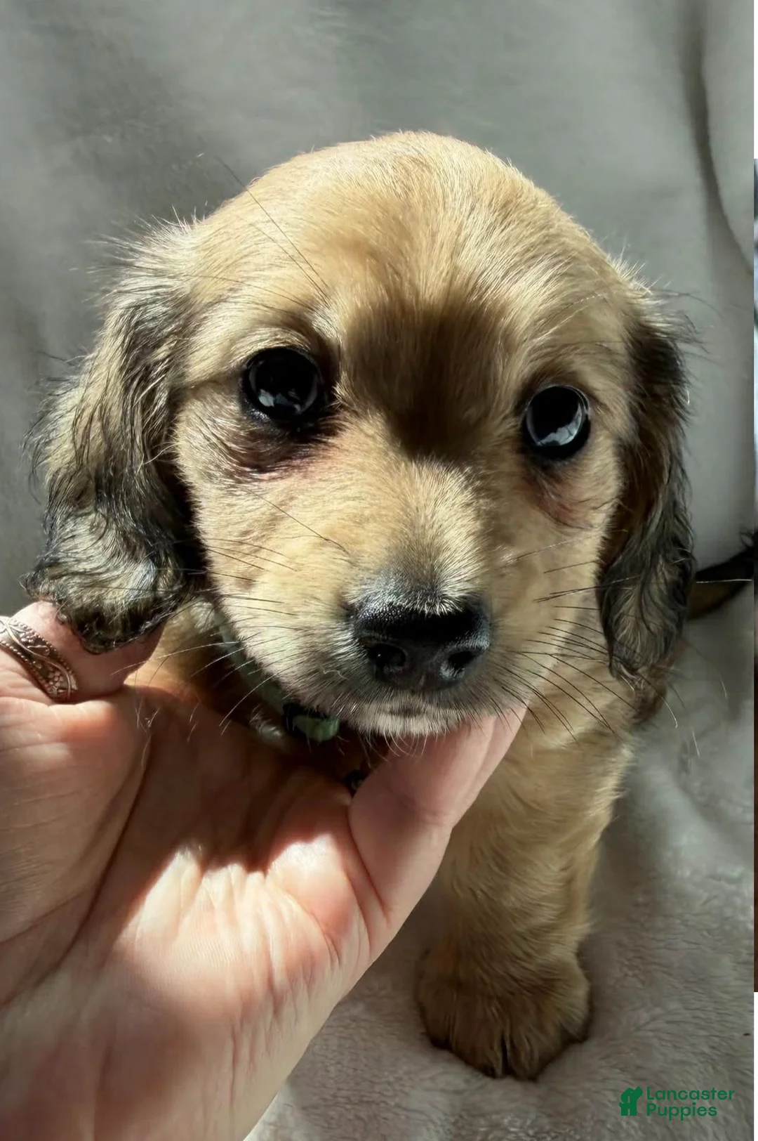 Dachshund dogs for sale: Female lady  - Ad 2