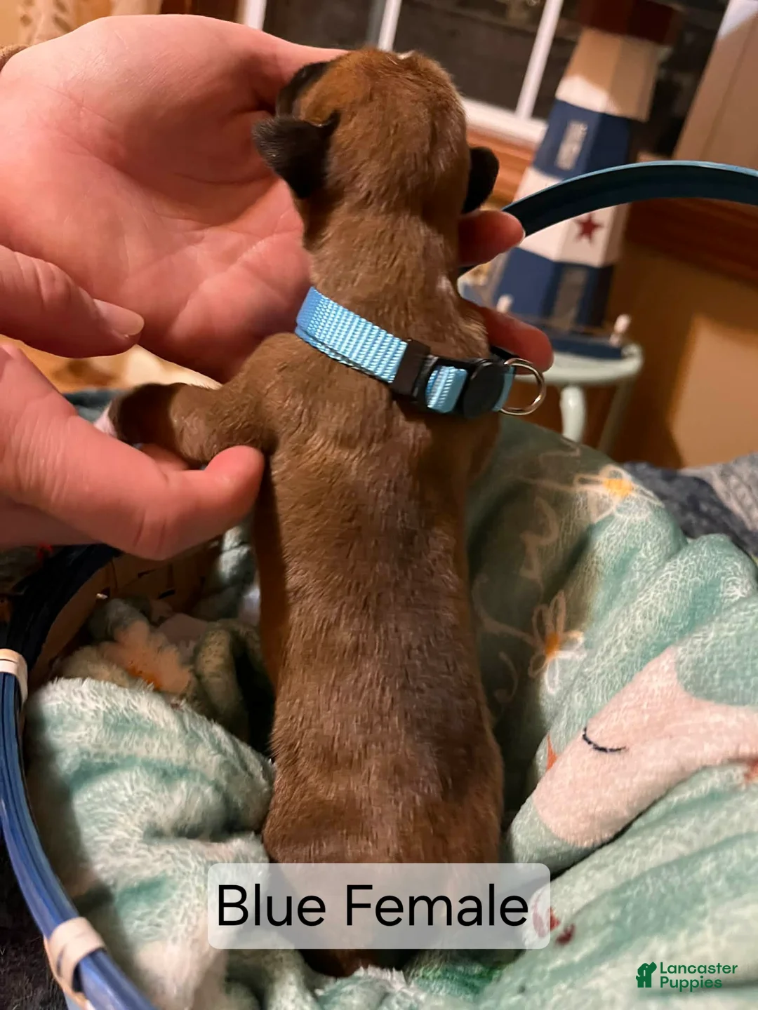 Boxer dogs for sale: Blue Female - Ad 2