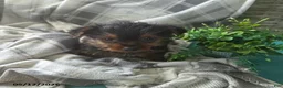 Yorkshire Terrier dogs for sale: Hudson - Ad 3
