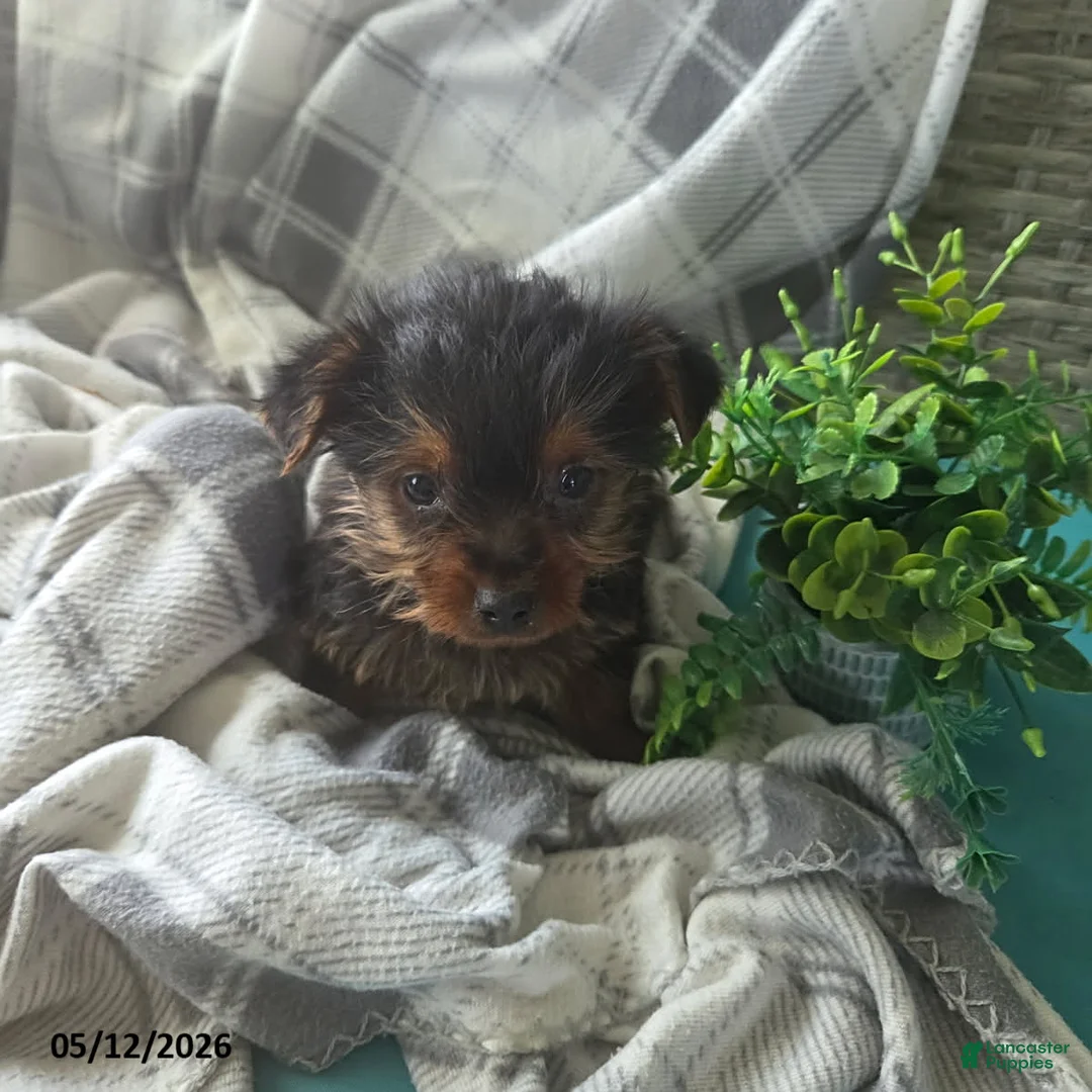 Yorkshire Terrier dogs for sale: Hudson - Ad 3