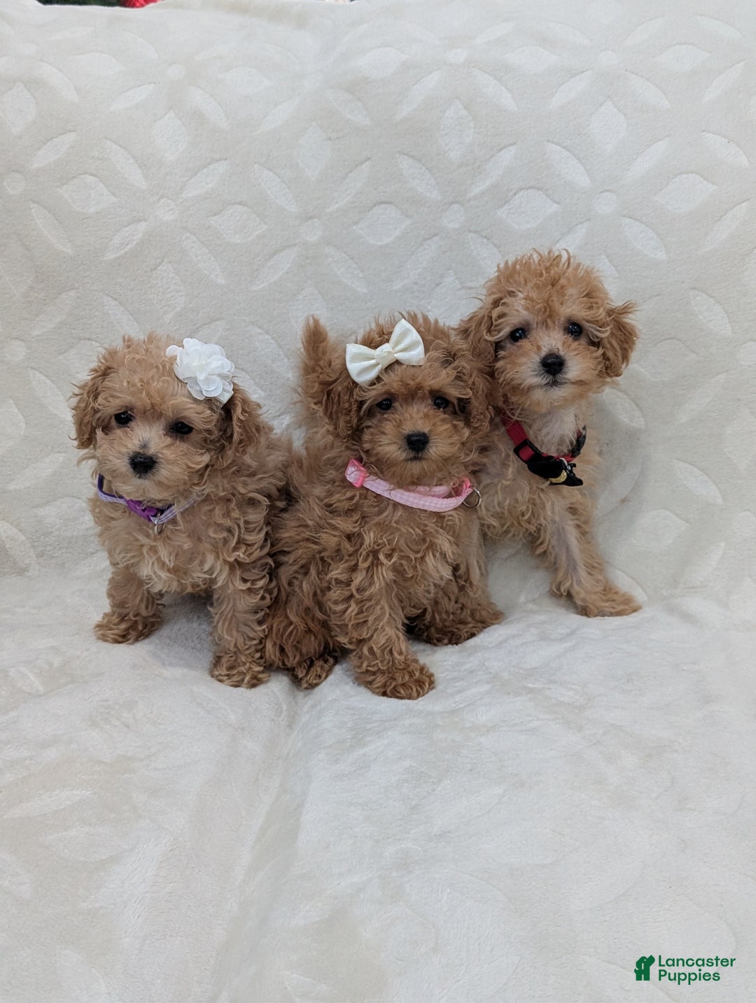 Toy Poodle dogs for sale: Amelia  - Ad 8