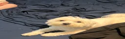 Maltese dogs for sale: Maltese 1 - Ad 4