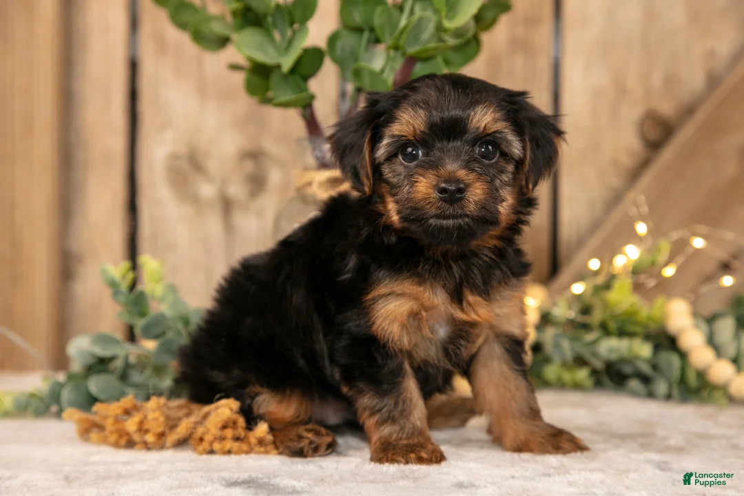 Yorkshire Terrier dogs for sale: Domino - Ad 2