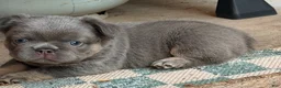 French Bulldog dogs for sale: French Bulldog 3 - Ad 5