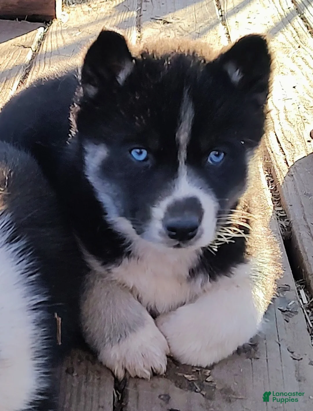 Siberian Husky dogs for sale: Siberian Husky Puppy 6 - Ad 1