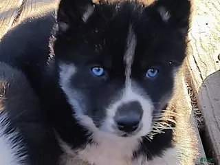 Siberian Husky dogs Siberian Husky Puppy 6 - Ad 36