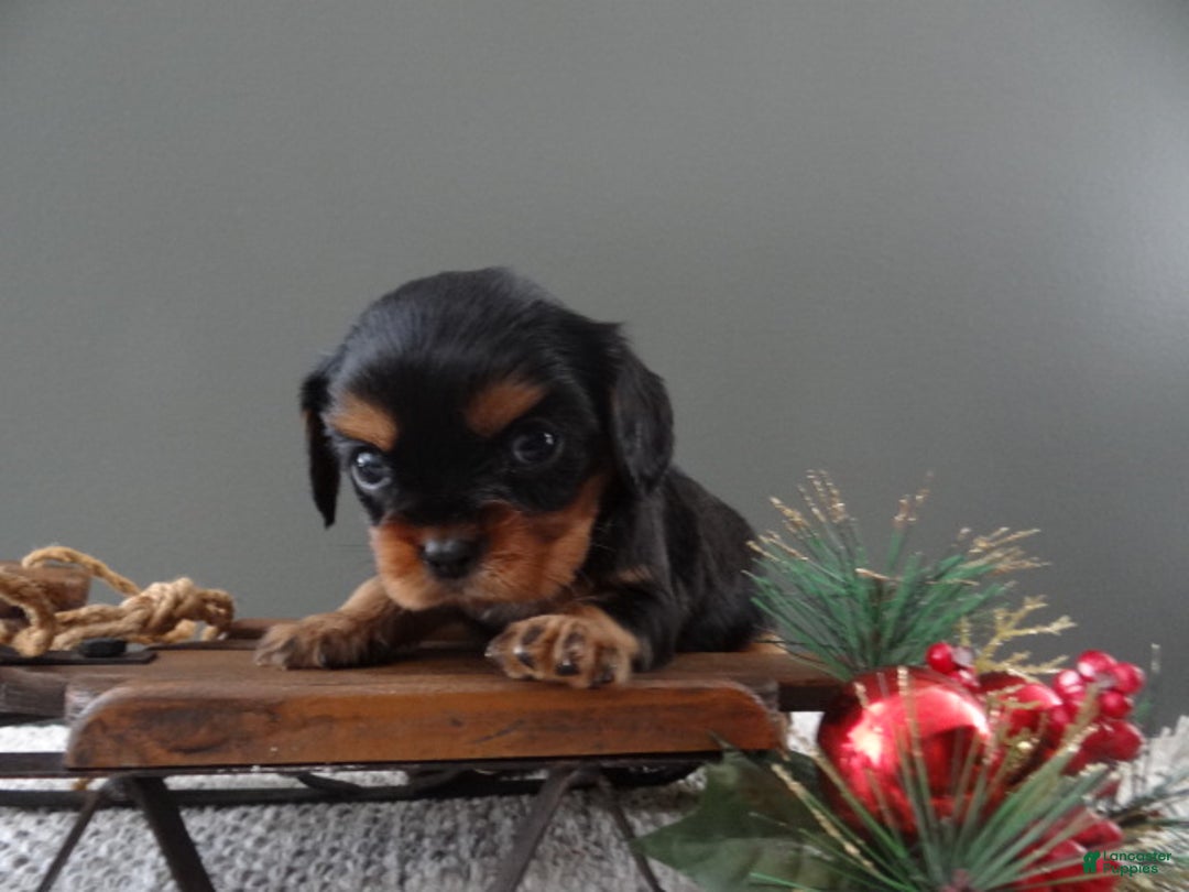 Cavalier King Charles Spaniel dogs for sale: Rhett - Ad 8