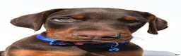 Doberman Pinscher dogs for sale: Buster - Ad 6