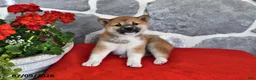 Shiba Inu dogs for sale: Maggie - Ad 3