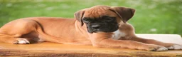 Boxer dogs for sale: Boxer 1 - Ad 7