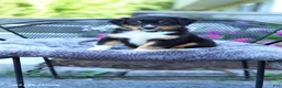 Australian Shepherd dogs for sale: Ranger - Ad 3