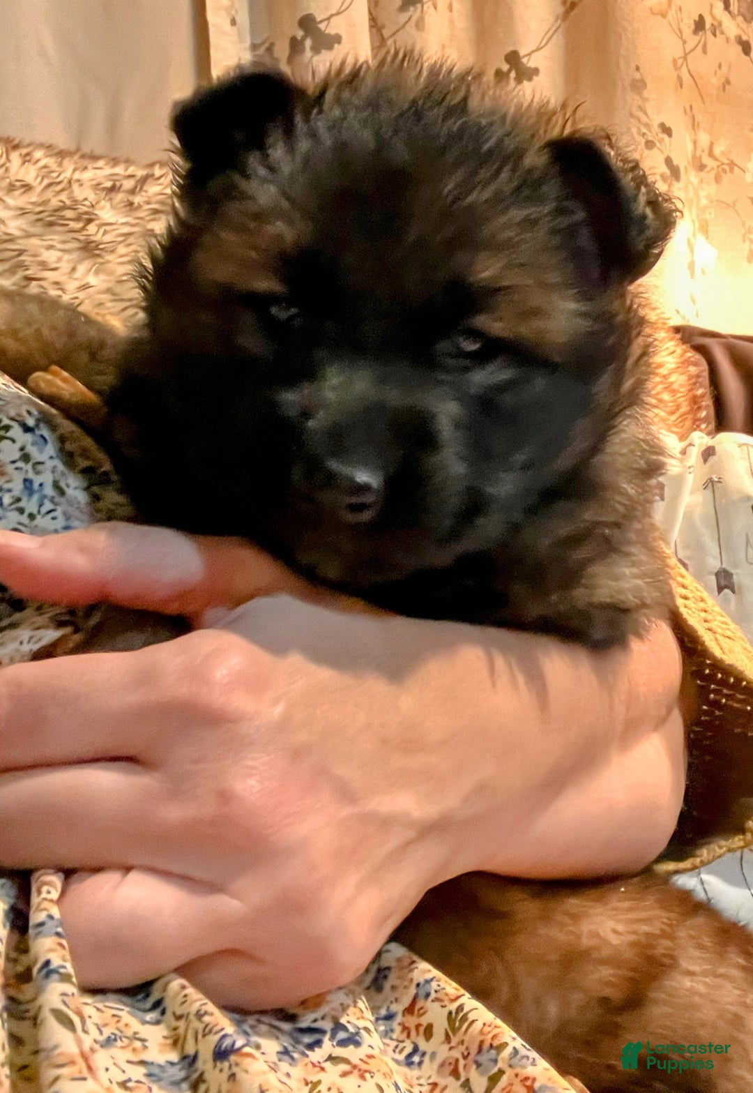 German Shepherd dogs for sale: ♥️SWEET SABLE ♥️ - Ad 15