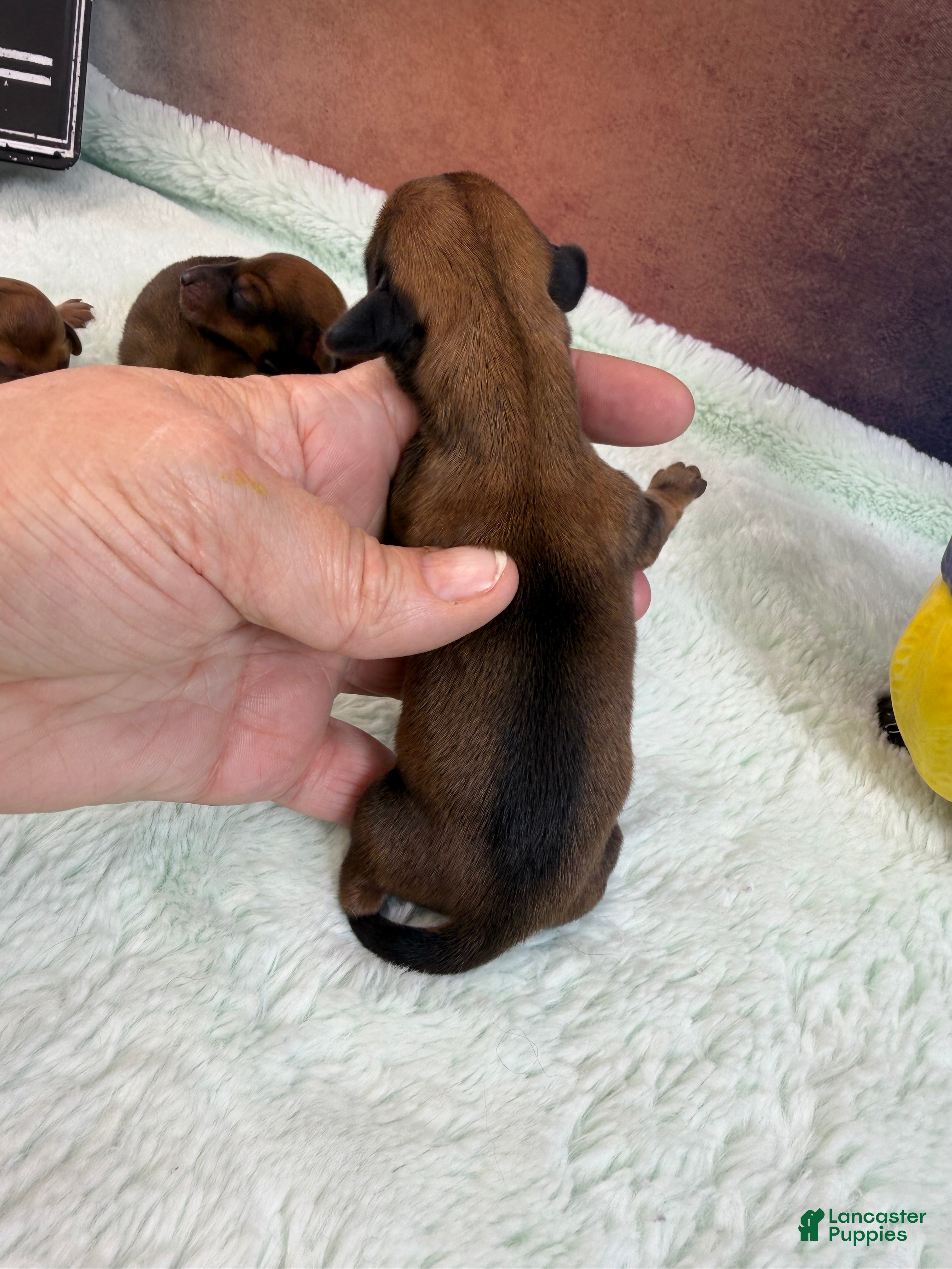 Miniature Dachshund dogs Miniature Dachshund Puppy 3 - Ad 23