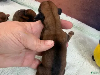 Miniature Dachshund dogs Miniature Dachshund Puppy 3 - Ad 23