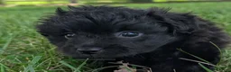 Pomapoo dogs for sale: Peppercorn - Ad 6