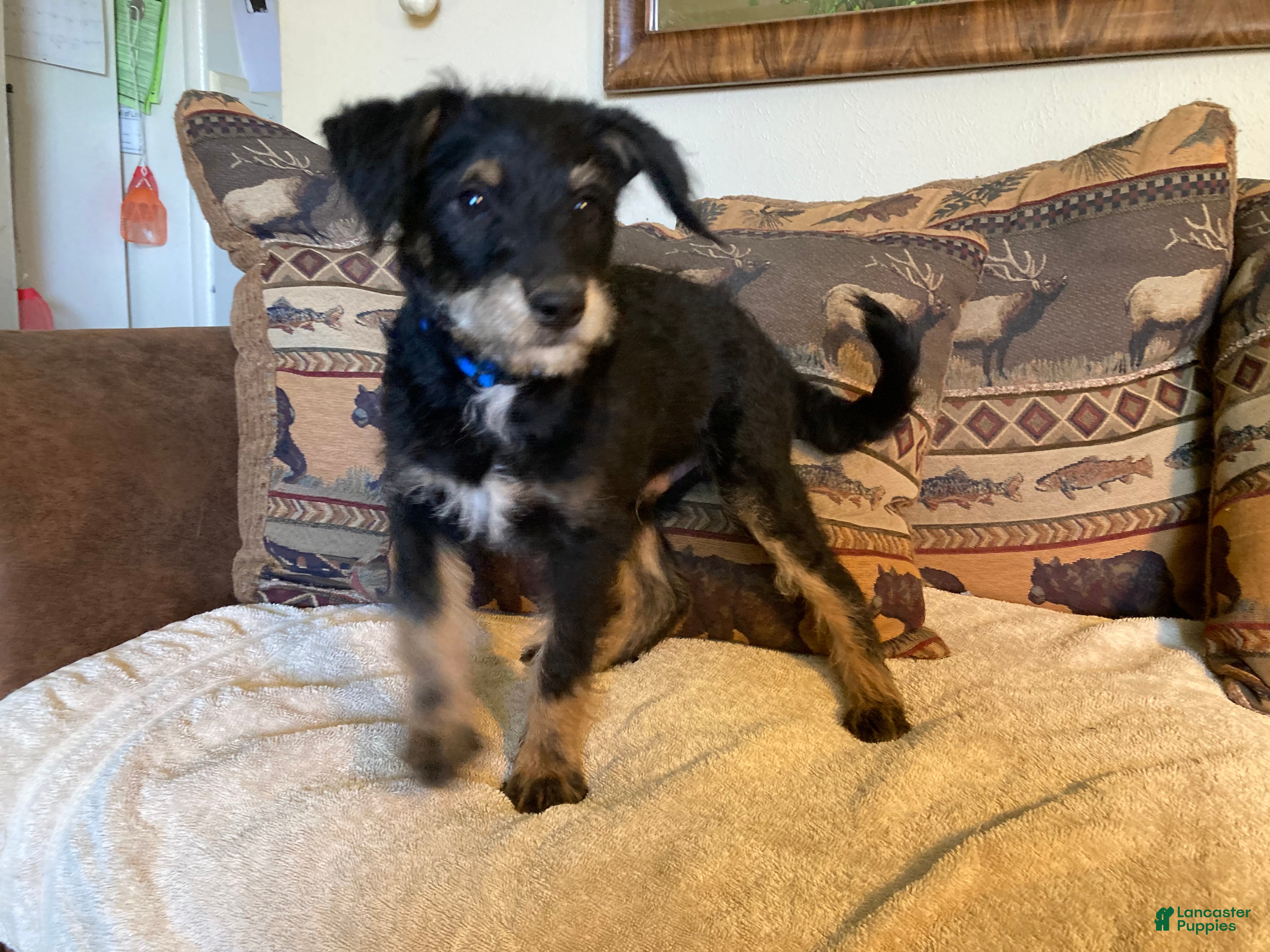 Bordoodle dogs Bordoodle Puppy Big Bear - Ad 1