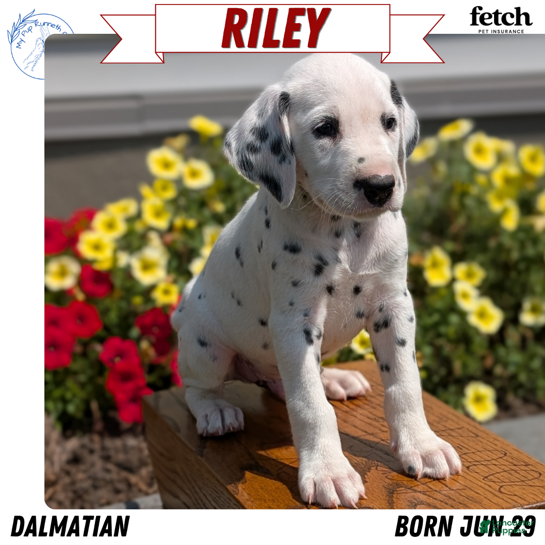Dalmatian dogs Riley - Ad 1