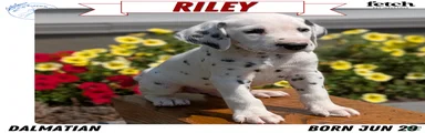 Riley