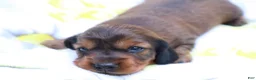 Miniature Dachshund dogs for sale: Macy - Ad 3