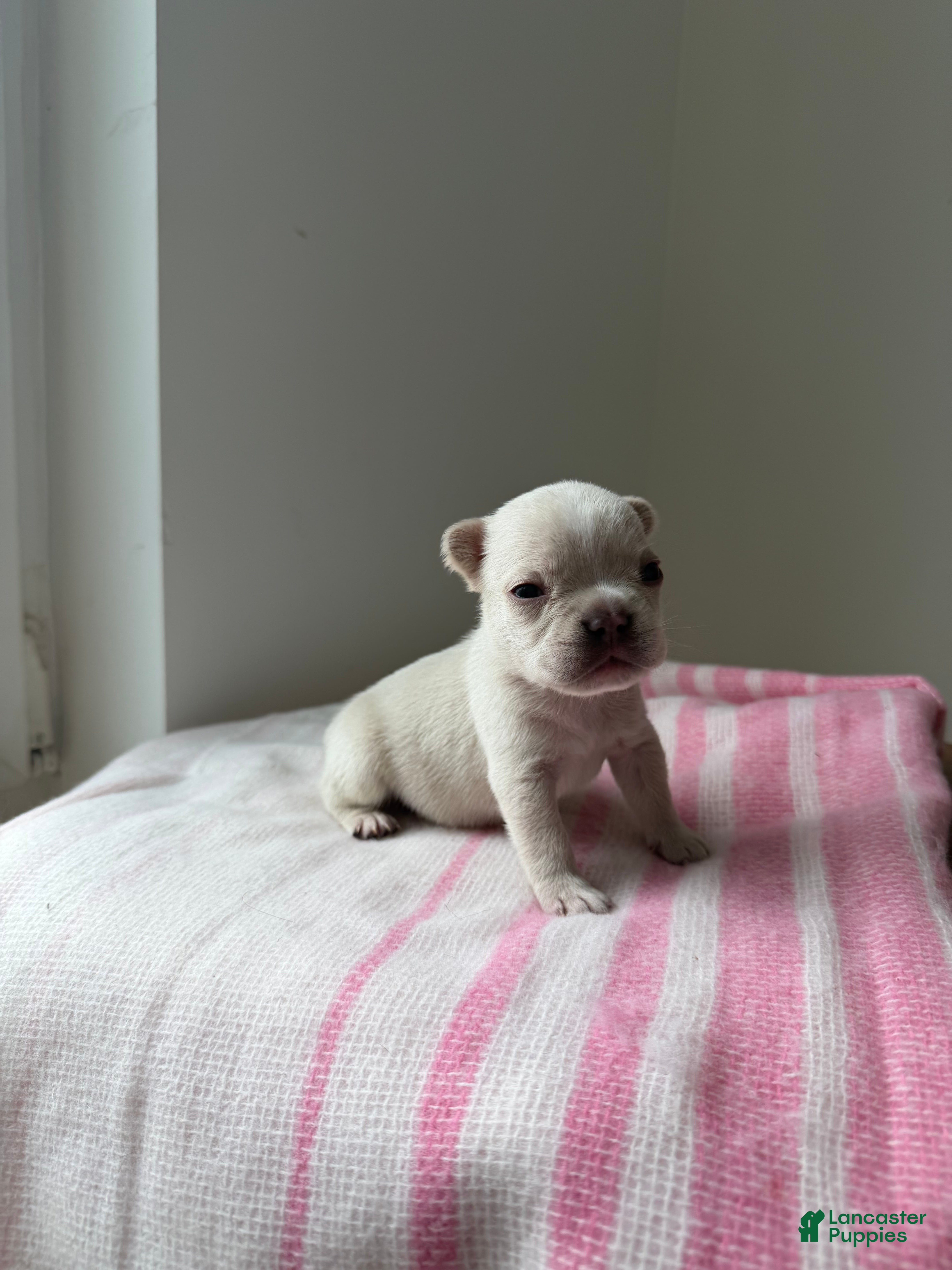 French Bulldog dogs Ice - Ad 38