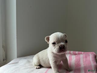 French Bulldog dogs Ice - Ad 31