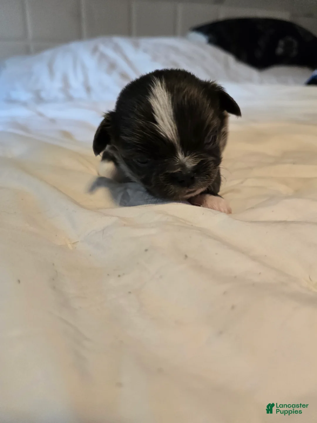 Chihuahua dogs for sale: Jazz - Ad 8